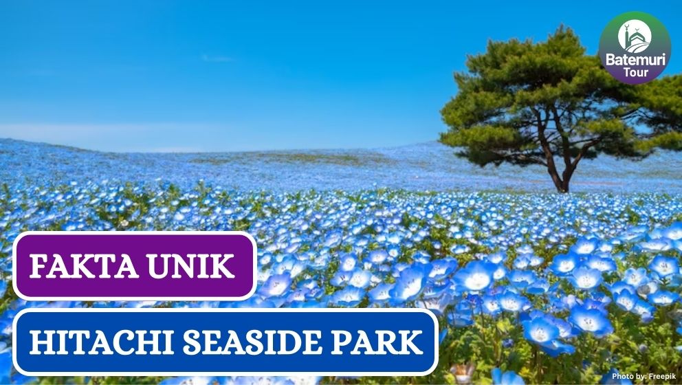 7 Alasan Kamu Harus Kunjungi Hitachi Seaside Park, Jepang